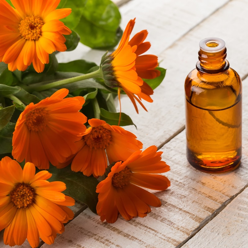 Unlocking the Secrets of Calendula Essential Oil