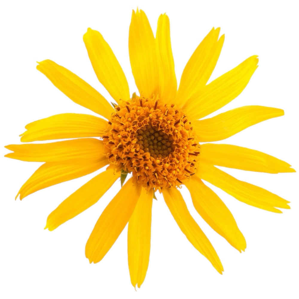 Arnica Herb Essential Oil (Unscented) Ready-to-Label 12 bottles