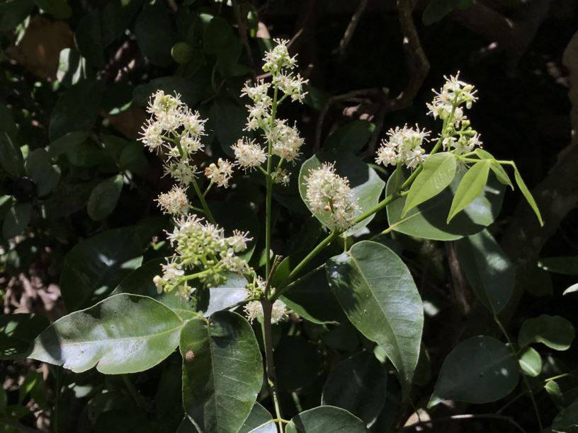 Amyris Essential Oil: Subtle, Warm, and Wonderfully Grounding