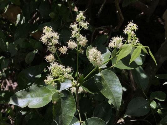 Amyris Essential Oil: Subtle, Warm, and Wonderfully Grounding