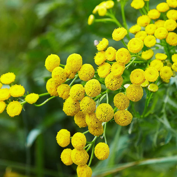 Blue Tansy Essential Oil: A Journey into Tranquility for Mind and Body
