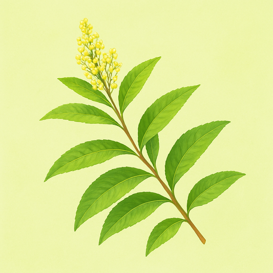 Lemon Verbena Essential Oil: A Bright, Botanical Delight