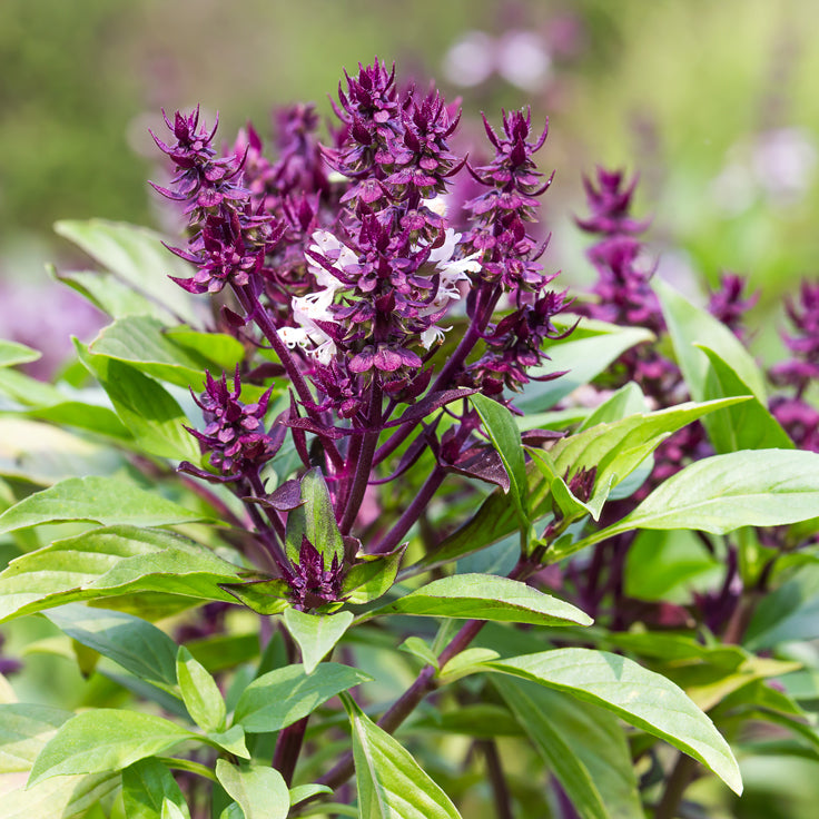 Holy Basil (Tulsi) Essential Oil: Nature’s Sacred Healer for Mind, Body & Home