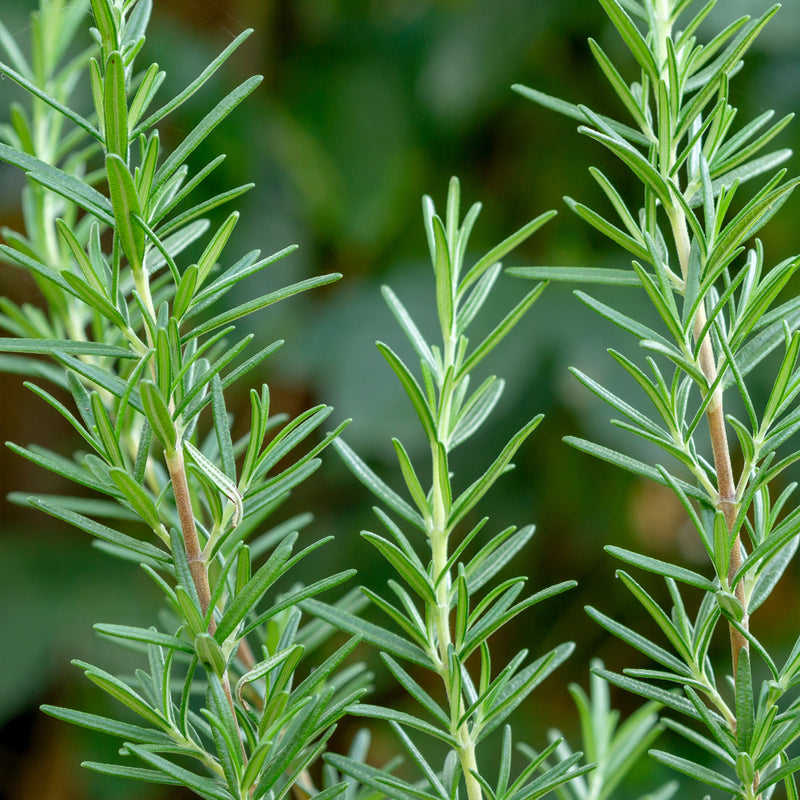 Discover the Fresh Essence of Rosemary Spain Essential Oil