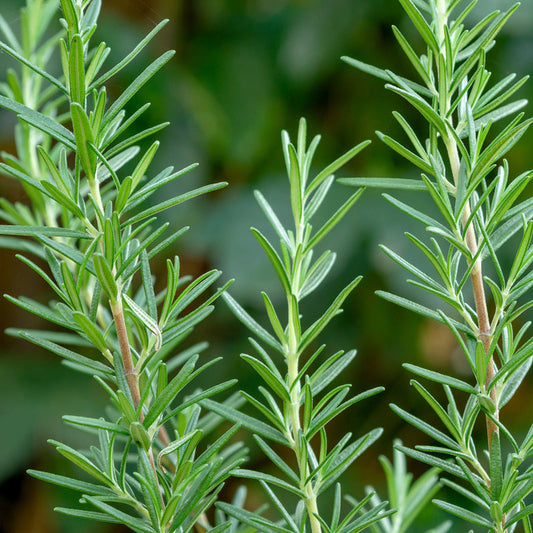 Discover the Fresh Essence of Rosemary Spain Essential Oil