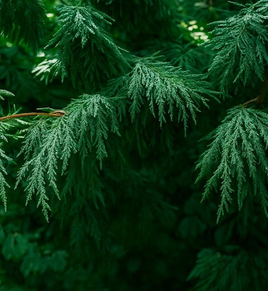 Arborvitae Essential Oil: Grounding, Timeless & Naturally Refined