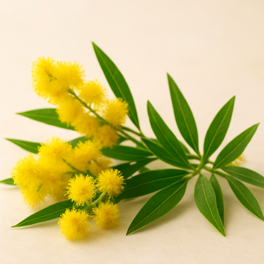 Honey Myrtle Essential Oil: A Citrus Bloom of Joy & Clarity