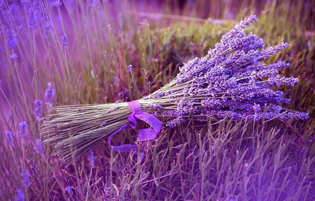 Bulgarian Lavender Essential Oil — Spring & Summer for a Naturally Fresh Home