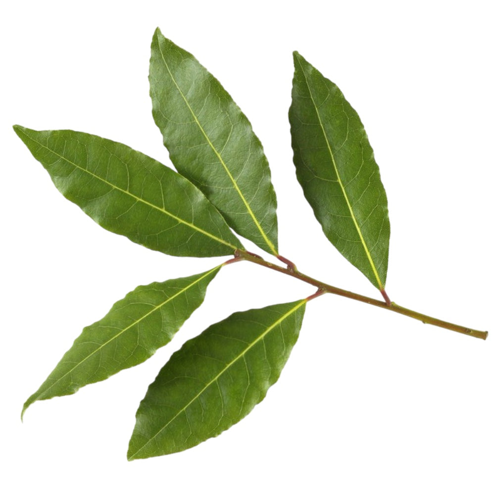 Bay Laurel (Laurel Leaf) Essential Oil Ready-to-Label 12 bottles