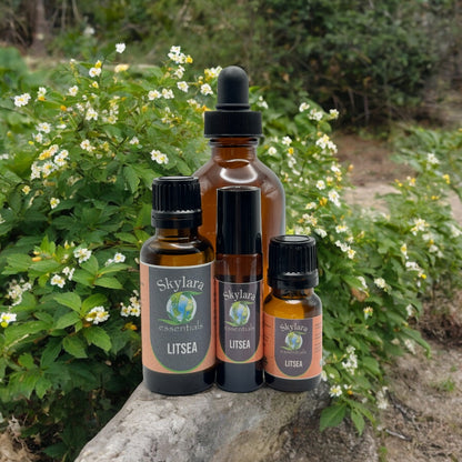 Litsea Essential Oil