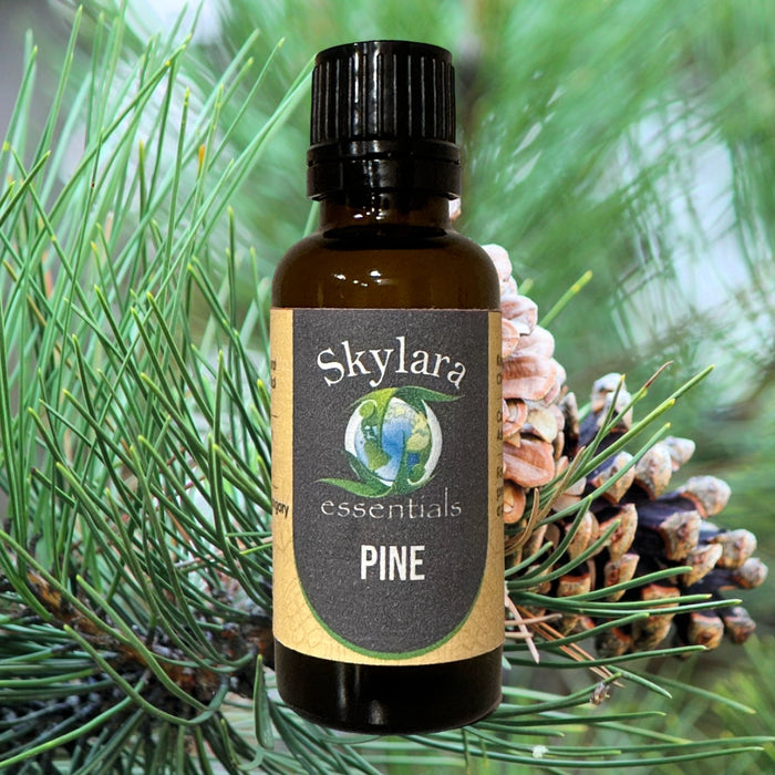 Pine Scots Essential Oil