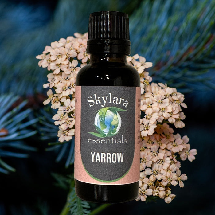 Pure and Natural Yarrow Essential Oil - Therapeutic Grade
