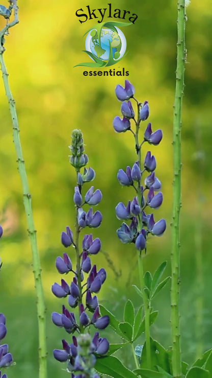 Clary Sage Essential Oil