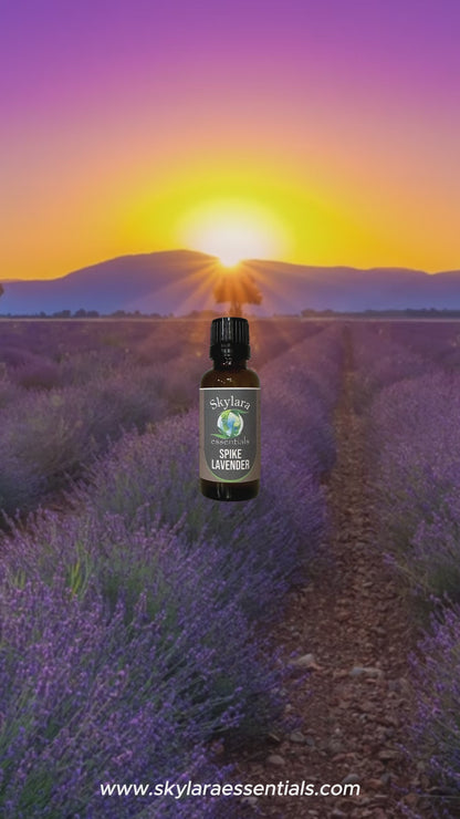 Spike Lavender Essential Oil